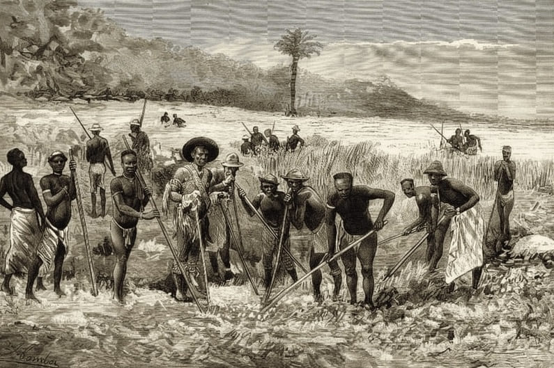 Nativos de Fernando Poo en labores agrícolas, siglo XIX