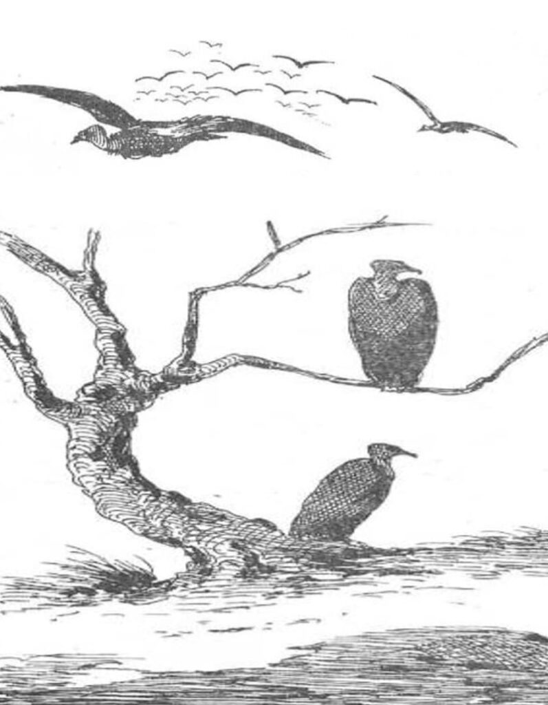Auras tiñosas volando y otras posadas en un árbol, 1870.